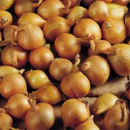 PLANTSJALOT YELLOW MOON 7/15 500G IN NET