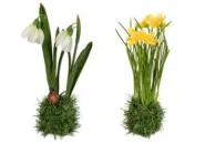 Frühlingsblüher auf Grassockel stehend 23cm Schneeglöckchen + Narzissen sort.