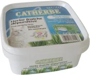 KATTENGRAS CATHERBE 481550