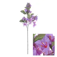 Flowerstem Bougainvillea 76cm