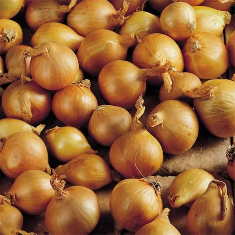 PLANTSJALOT YELLOW MOON 7/15 500G IN NET