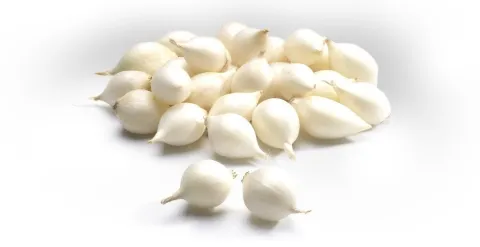 PLANTAJUIN SNOWBALL 8/21 250G IN NETJE