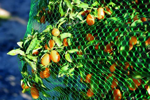 NORTENE BIRDNET 2X10M