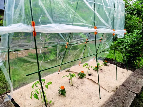 NORTENE CLIPS 13MM POUR TOMATO TUTEUR ARCHE